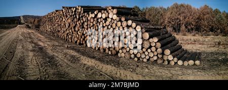 Énorme bouquet de billes après le feu de forêt de pins Banque D'Images