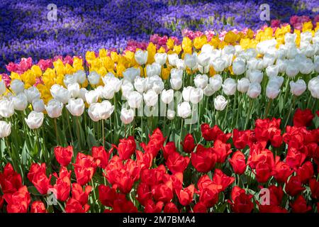 Fleurs de jacinthe pourpres avec des tulipes roses, blanches et jaunes Banque D'Images