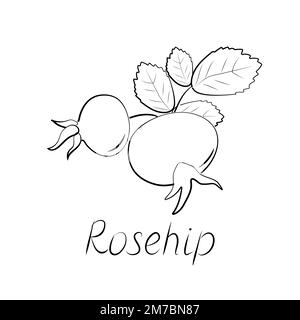 Branche de hanches roses. Fruits mûrs vectoriels. Récolte de rosehip ou d'aubépine Illustration de Vecteur