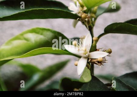 Fleur d'oranger blanc - fleurs blanches de l'arbre de Poméranie de la famille des Citrus. Fleurs d'oranger. Inflorescence avec pétales parfumés. LEM Banque D'Images