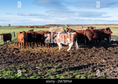 Hivernage des bovins luing mangeant une balle de foin dans une aire d'alimentation désignée sur un site SSSI. Banque D'Images