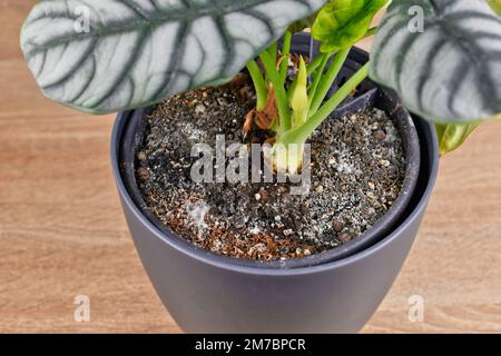 Croissance de la moisissure sur le sol dans la marmite de fleur de la plante du foyer Banque D'Images