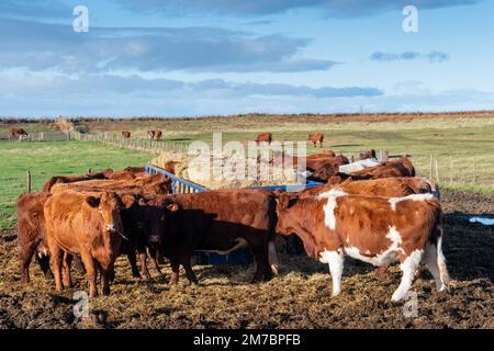 Hivernage des bovins luing mangeant une balle de foin dans une aire d'alimentation désignée sur un site SSSI. Banque D'Images