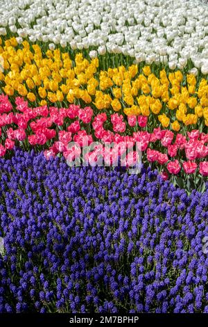 Fleurs de jacinthe pourpres avec des tulipes roses, blanches et jaunes Banque D'Images