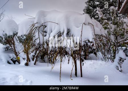 Grandes boîtes de neige sur les arbres du jardin à côté de la maison Banque D'Images