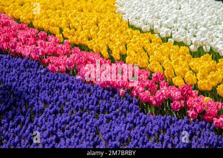 Fleurs de jacinthe pourpres avec des tulipes roses, blanches et jaunes Banque D'Images