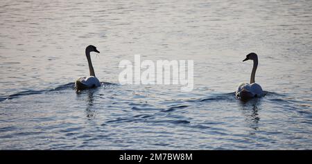 Une vue arrière de deux adorables cygnes Mute nageant et regardant l'un l'autre sur la rivière Isar en Allemagne Banque D'Images