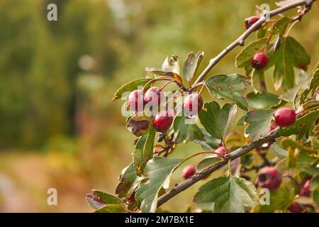 Vue rapprochée des baies de Hawthorn qui poussent avec des feuilles vertes par temps ensoleillé Banque D'Images