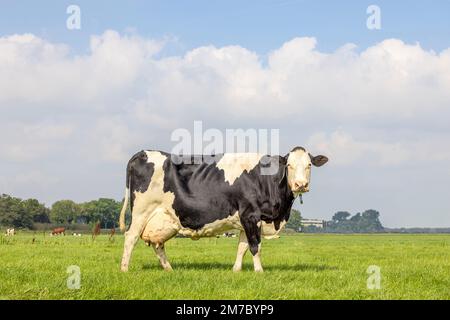 Vache noire et blanche avec grand pis, debout sur l'herbe verte dans un pré, pâturage aux pays-Bas, frise holstein et un ciel bleu Banque D'Images