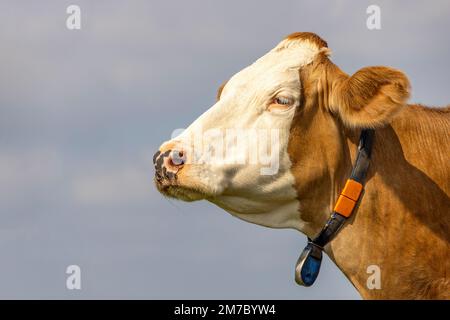 Tête de vache profil, rouge et blanc rêveur, vue latérale calme arrogant et fier, ciel nuageux Banque D'Images