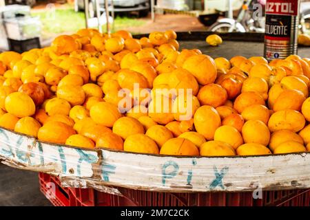 Goiania, Goiás, Brésil – 08 janvier 2023: Détail de pequis en vente à la foire avec une boîte utilisée pour mesurer la quantité de pièces. Banque D'Images