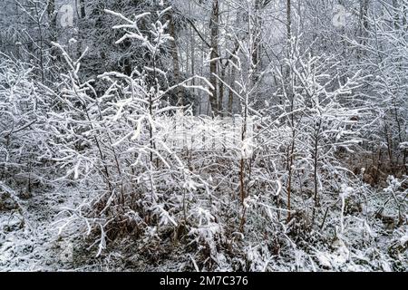 Forêt en hiver, Allemagne, Bavière, Bad Kohlgrub Banque D'Images