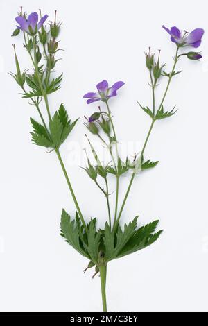 Bois de canneberges (Geranium sylvaticum), fleurs, découpe, Italie, Tyrol du Sud, Dolomites Banque D'Images
