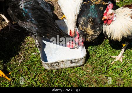 Volaille domestique (Gallus gallus F. domestica), poules en liberté qui boivent dans un bol en étain Banque D'Images