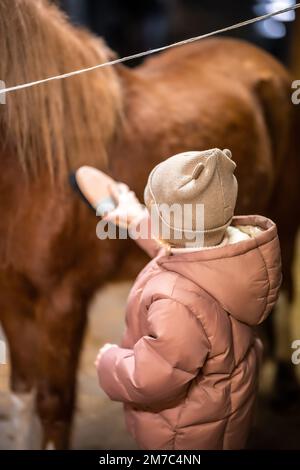 Entretien des chevaux à l'intérieur de l'écurie avant la course. Petite fille et poney mignons. Banque D'Images