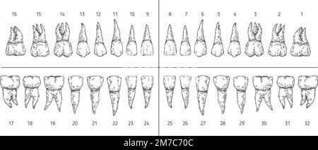 Esquisse des types de dents. Dents avec racines, système de nombres de dents de dentiste et jeu d'illustrations prémolaires, molaires, canines et vecteurs incisives dessinées à la main Illustration de Vecteur