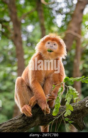 Le langur de Javan est (Trachypithecus auratus) est une espèce primate de la famille des Colobinae qui est répandue en Indonésie Banque D'Images