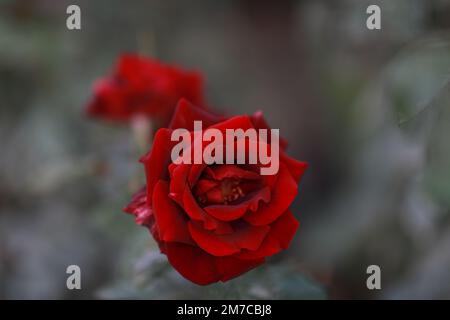 la rose rouge écarlate a fleuri dans le jardin botanique. Photo de haute qualité Banque D'Images