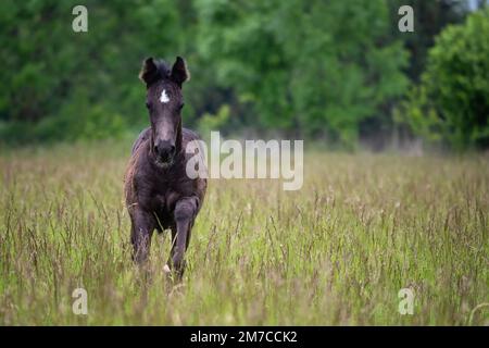 Poulain courant dans la prairie de printemps, cheval noir Banque D'Images