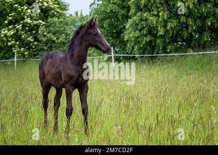 Magnifique poulain noir dans la prairie Banque D'Images