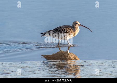 Timoleague, West Cork, Irlande. 9th janvier 2023. La population irlandaise de courlis (Numenius arquata) risque de disparaître au cours de la prochaine décennie. On estime qu'il ne reste que 105 paires d'oiseaux en Irlande, contre environ 5 000 dans les années 1980. La baisse de 98 % est attribuable à la perte d'habitat, au afforestaion dans des zones inadaptées, à l'intensification agricole, aux perturbations, à la pollution et aux changements climatiques. On peut voir des Curlews ce matin dans l'estuaire de la Timoleague. Crédit : AG News/Alay Live News. Banque D'Images