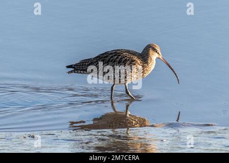 Timoleague, West Cork, Irlande. 9th janvier 2023. La population irlandaise de courlis (Numenius arquata) risque de disparaître au cours de la prochaine décennie. On estime qu'il ne reste que 105 paires d'oiseaux en Irlande, contre environ 5 000 dans les années 1980. La baisse de 98 % est attribuable à la perte d'habitat, au afforestaion dans des zones inadaptées, à l'intensification agricole, aux perturbations, à la pollution et aux changements climatiques. On peut voir des Curlews ce matin dans l'estuaire de la Timoleague. Crédit : AG News/Alay Live News. Banque D'Images