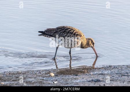 Timoleague, West Cork, Irlande. 9th janvier 2023. La population irlandaise de courlis (Numenius arquata) risque de disparaître au cours de la prochaine décennie. On estime qu'il ne reste que 105 paires d'oiseaux en Irlande, contre environ 5 000 dans les années 1980. La baisse de 98 % est attribuable à la perte d'habitat, au afforestaion dans des zones inadaptées, à l'intensification agricole, aux perturbations, à la pollution et aux changements climatiques. On peut voir des Curlews ce matin dans l'estuaire de la Timoleague. Crédit : AG News/Alay Live News. Banque D'Images