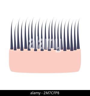 Structure épaisse des cheveux dans la peau de cuir chevelu icône de coupe transversale Illustration de Vecteur
