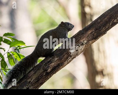L'écureuil de Pallas, Callosciurus erythraeus, également appelé écureuil d'arbre à ventre rouge, s'arrête tout en semant une branche dans une forêt du centre du Japon. Banque D'Images