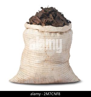 sac plein de feuilles sèches tombées pour engrais organique isolé sur fond blanc, vue rapprochée de la transformation des feuilles mortes, gard biodégradable Banque D'Images