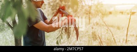 faucher l'herbe traditionnelle à l'ancienne avec des scythe à la main sur la ferme du village. un jeune agriculteur aiguise des scythe avec de l'herbe ou de la pierre à affûter pour Banque D'Images