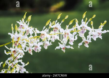 Antelope blanche Dendrobium orchidée fleur dans le jardin. Banque D'Images