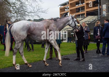 Ascot, Berkshire, Royaume-Uni. 22nd janvier 2022. Un cheval se rafraîchit après la course. Crédit : Maureen McLean/Alay Banque D'Images