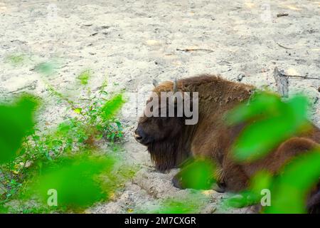 Un énorme bison reposant à l'ombre sous un arbre. Banque D'Images