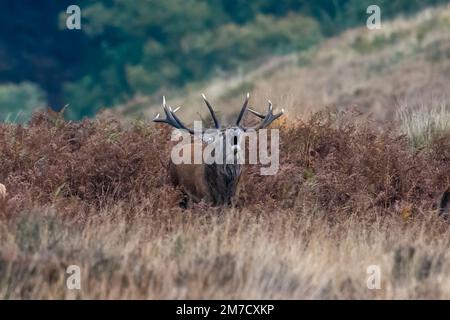 Un énorme cerf rouge mâle sur Exmoor pendant la saison d'accouplement annuelle Banque D'Images