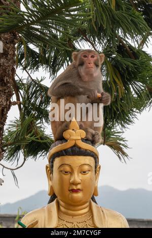 L'un des centaines de singes au sommet du monastère des dix mille Bouddhas de Sha Tin à Hong Kong Banque D'Images