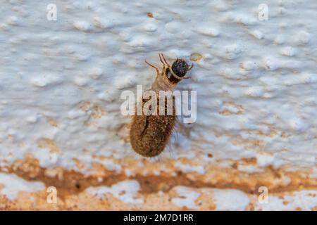 Apterona helicoidella, Snail-case Bagworm Moth Banque D'Images