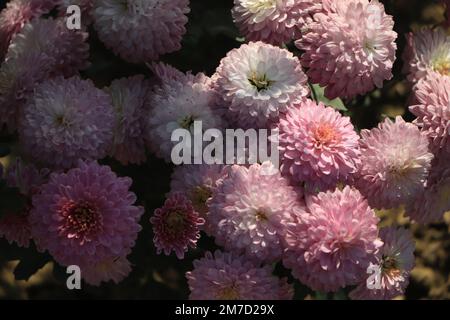 Photo en gros plan d'un bouquet de chrysanthèmes roses Banque D'Images