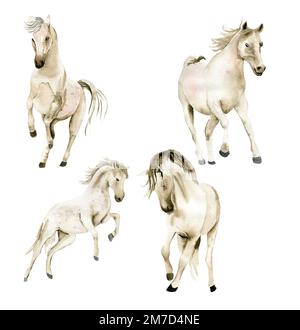 Aquarelle dessin à la main mignon cheval blanc sur fond blanc. Illustration du cheval de course. Peinture aquarelle d'un cheval galant. Banque D'Images