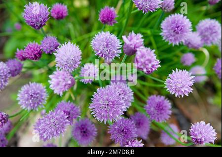 Close up detail d'un patch de la couleur violette Allium schoenoprasum plus communément connu sous le nom de la ciboulette. Banque D'Images