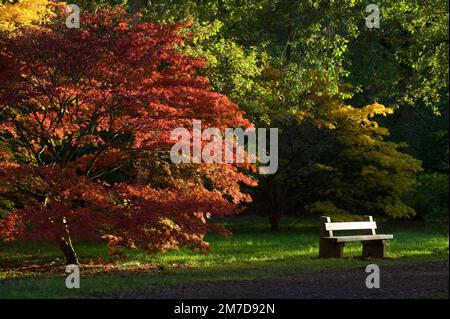 La partie rouge, orange et jaune feuilles colorées d'un arbre d'Acer en automne ou en automne dans le soleil de fin d'après-midi. Banque D'Images