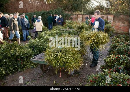 Le gui auctions en Tenbury où elles sont traditionnellement organisés chaque année.Le Gui et Houx enchères ont lieu sur l'ancien site du marché de l'élevage, bien que la région est maintenant abandonné et en attente de propositions de réaménagement.Tenbury détient également un festival de Gui qui a commencé en 2004, lorsque ces ventes aux enchères traditionnelles gui, tenu dans la ville depuis plus de 100 ans, semblait menacée de fermeture. Les populations locales ont été déterminées de Tenbury héritage gui continuera, et ainsi le Festival est né. Banque D'Images