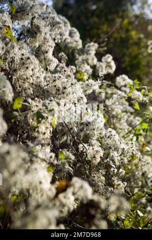 Clematis vitalba un arbuste grimpant de la famille des Ranunculaceae, avec des tiges ramifiées, des feuilles décidues, et des fleurs vertes-blanches parfumées avec des sépales sous-jacents moelleux. Les fruits ont un appendage soyeux sus-jacent dans la longueur sur la plante et il est communément connu sous le nom de Old mans barbe ou trasvelers joie.il pousse dans les hedgerows et les voies du Royaume-Uni. Banque D'Images