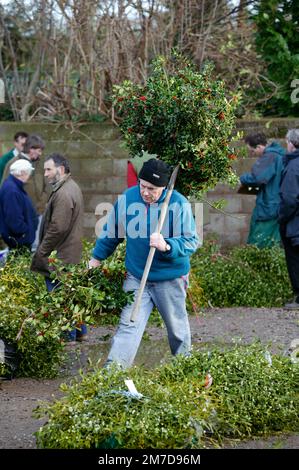 Le gui auctions en Tenbury où elles sont traditionnellement organisés chaque année.Le Gui et Houx enchères ont lieu sur l'ancien site du marché de l'élevage, bien que la région est maintenant abandonné et en attente de propositions de réaménagement.Tenbury détient également un festival de Gui qui a commencé en 2004, lorsque ces ventes aux enchères traditionnelles gui, tenu dans la ville depuis plus de 100 ans, semblait menacée de fermeture. Les populations locales ont été déterminées de Tenbury héritage gui continuera, et ainsi le Festival est né. Banque D'Images