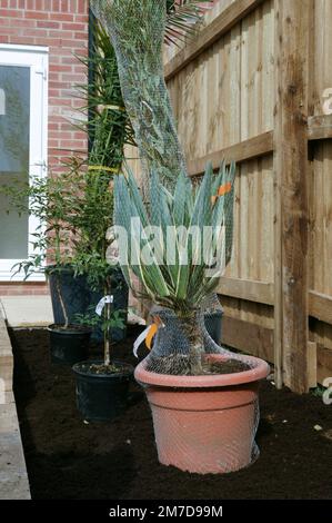 Préparer les surfaces de travail et de terrasse dans un petit jardin et poser les plantes à planter. Banque D'Images