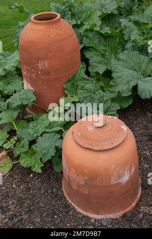 Jarres de cloche de forçage de rhubarbe en terre cuite. Banque D'Images