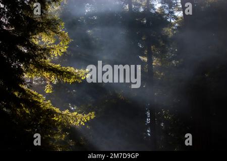 La lumière du soleil traverse les arbres et crée des puits de lumière au terrain de camping Big sur, Californie, États-Unis. Banque D'Images