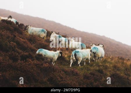 Un troupeau de moutons écossais Blackface sur la colline. Banque D'Images