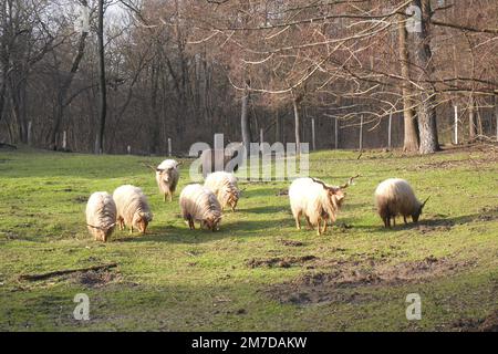 Un troupeau de moutons hongrois Hortobagy Racka avec des cornes en spirale distinctives dans un champ, Szigethalom, Hongrie Banque D'Images