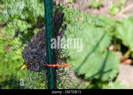 Un blackbird est accroché et incapable de s'échapper dans des filets qui ont été mis en place pour protéger les fruits mous sur une allotissement ou un jardin. L'oiseau devra être secouru de son équipement de départ et replacé libre. Banque D'Images